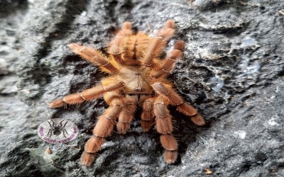 phormingochillus sp. rufus female tarantula